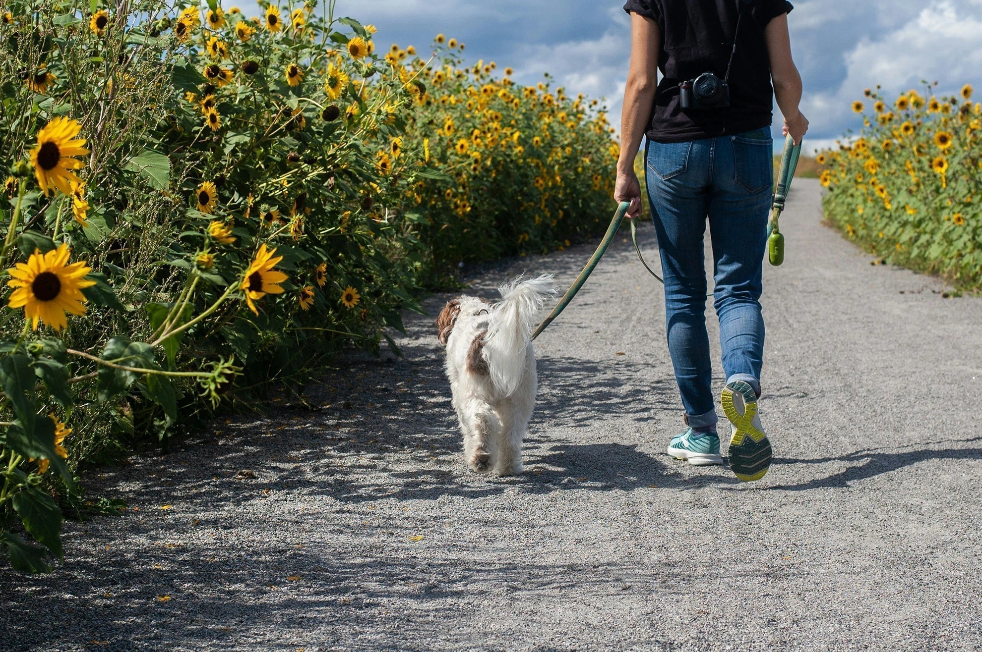 Quels sont les bienfaits de la promenade pour le chien et le maître ?