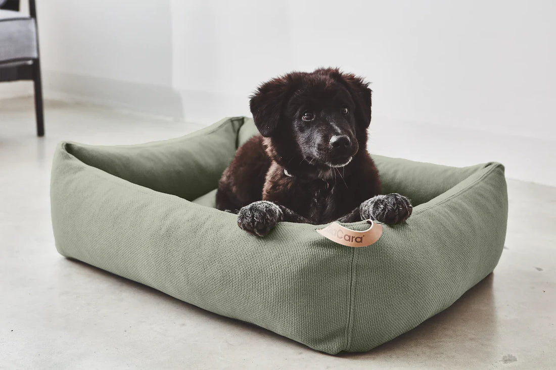 Où faire dormir son chien ? Panier, tapis ou coussin : le guide pour bien choisir