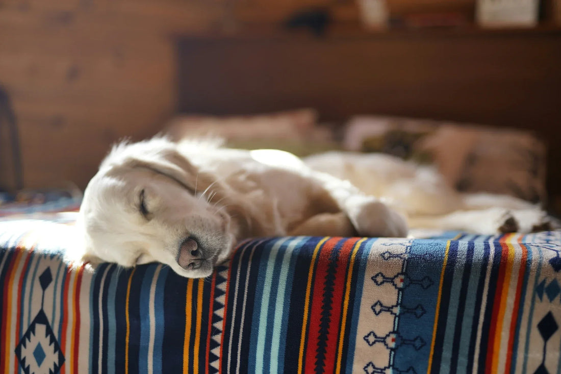 Comment bien choisir un lit pour chien ? Taille, confort, conseils & erreurs à éviter