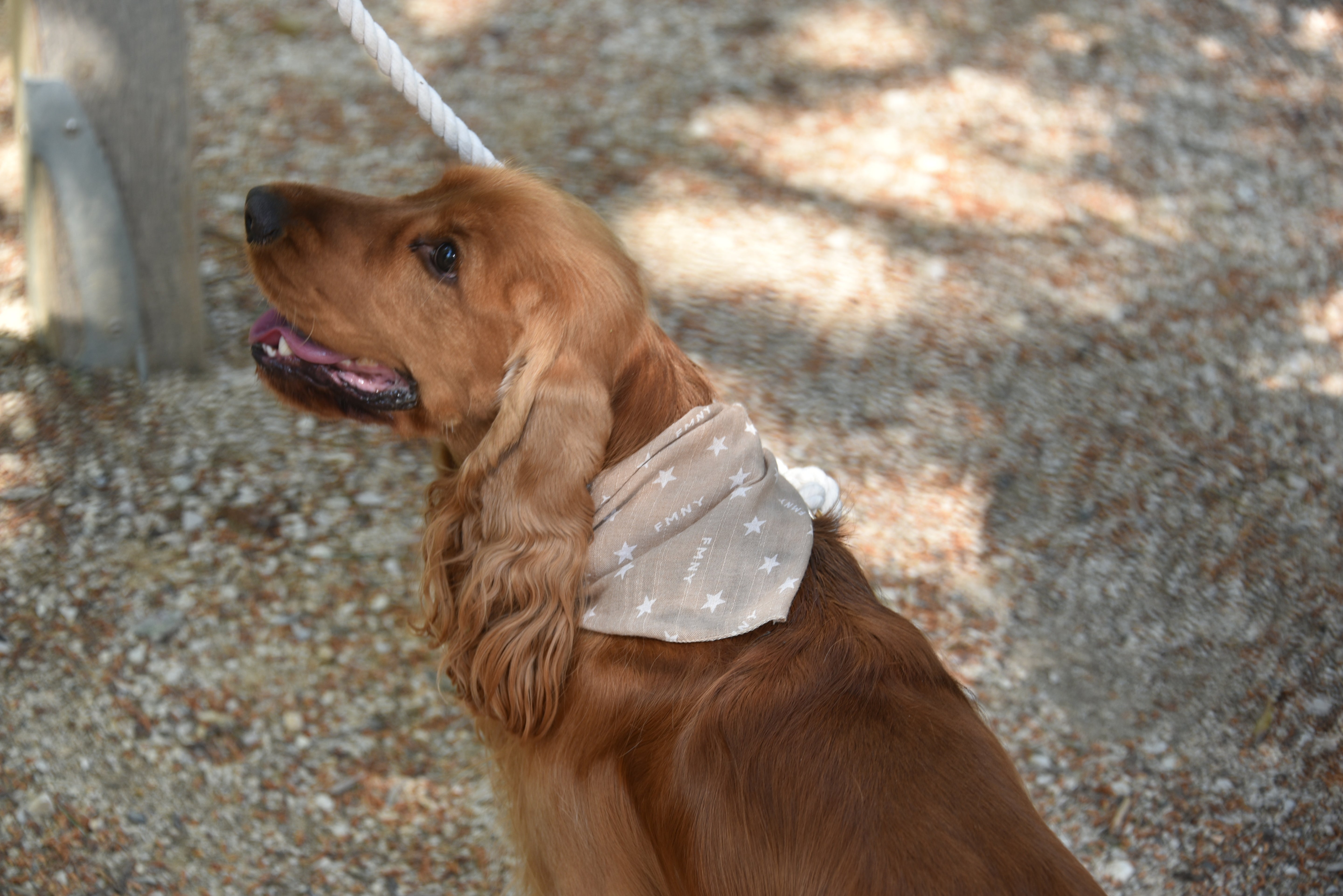 Bandito - Bandana pour chien