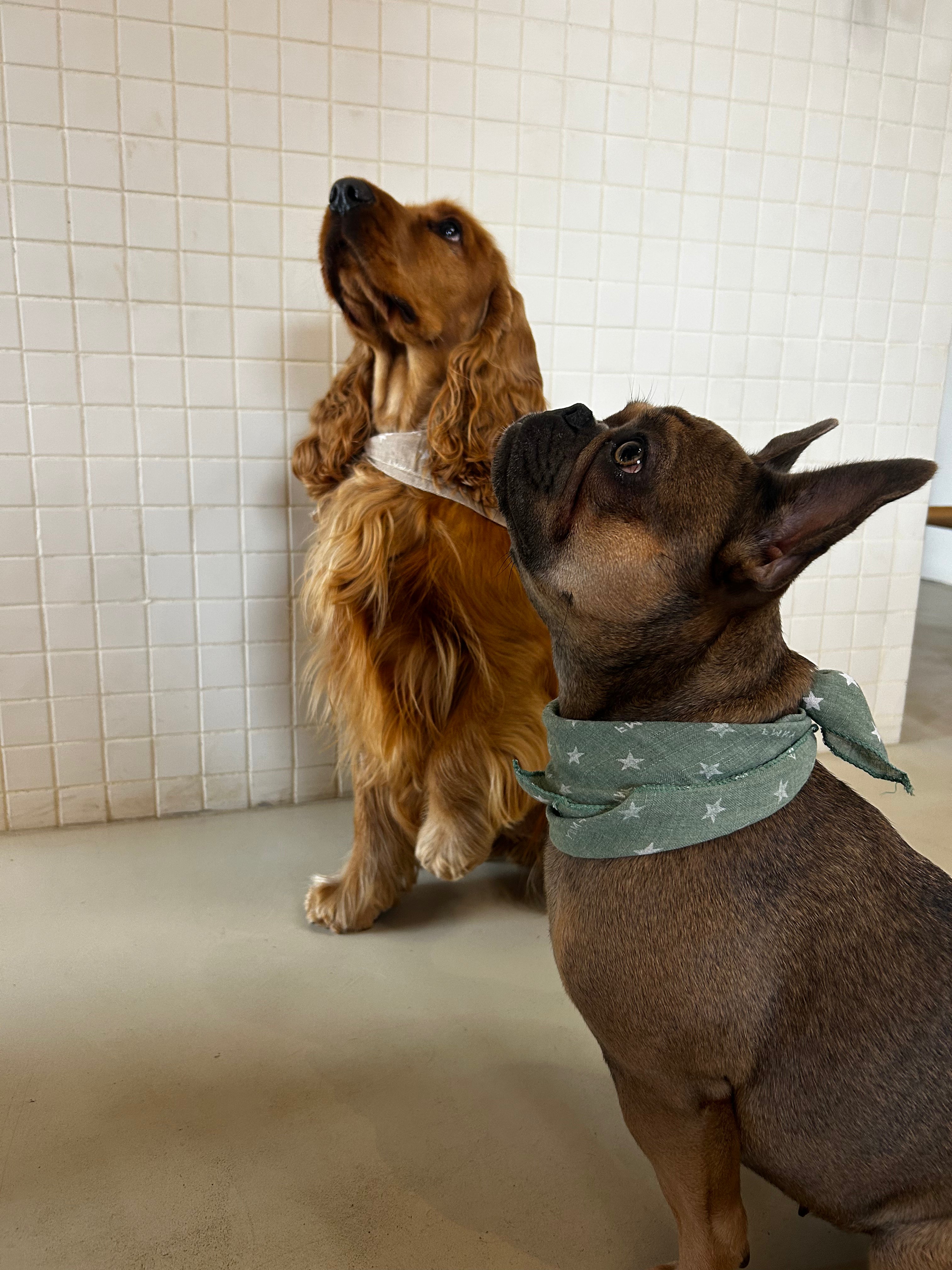 Bandana Pour Chien Jungle Chic - Tour De Cou 24-28 Cm, Avec Attache Laisse Intégrée - Nylon Doux Et Résistant - Facile à Nettoyer - 6