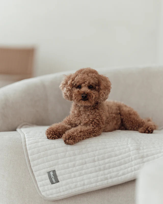 Monsieur Teddy