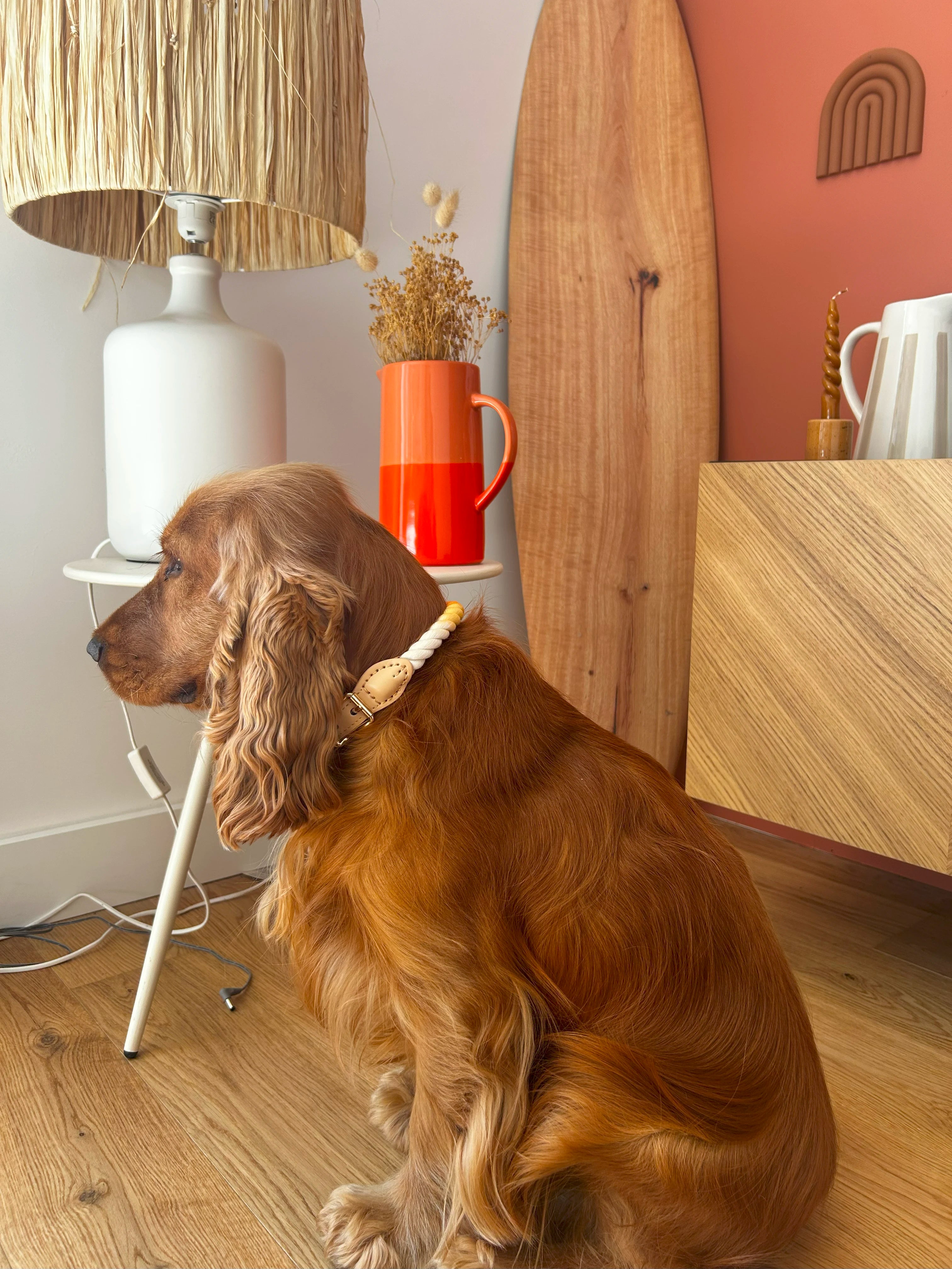 Surfer - collier torsadé pour chien